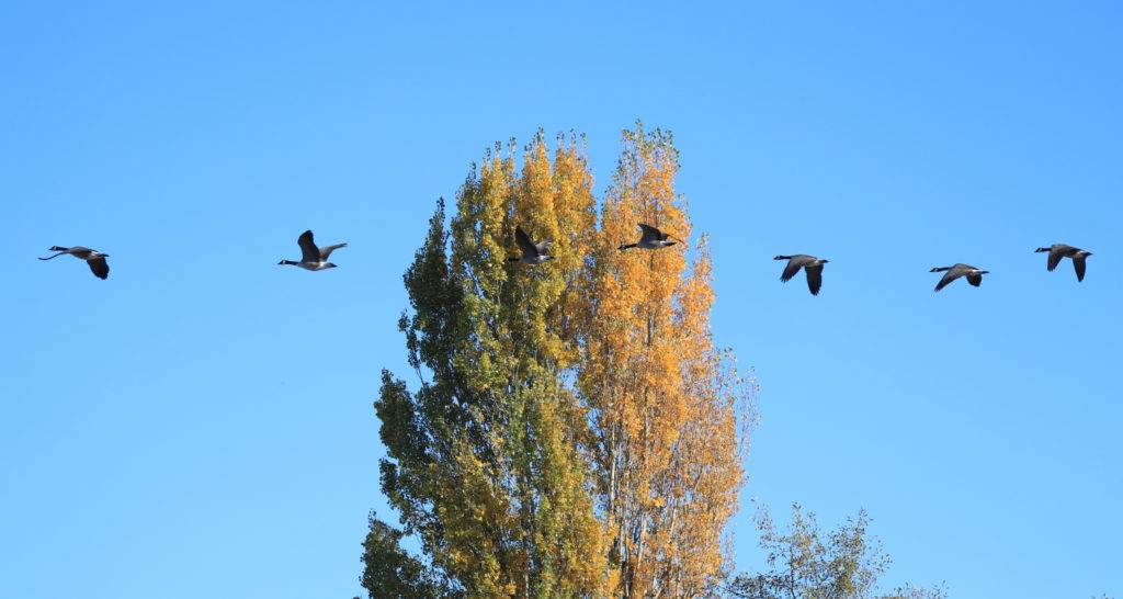 Scene in Edmonds: Fall flight - My Edmonds News