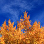 Friends of Edmonds Trees invite you to discover downtown through a fresh, leafy lens