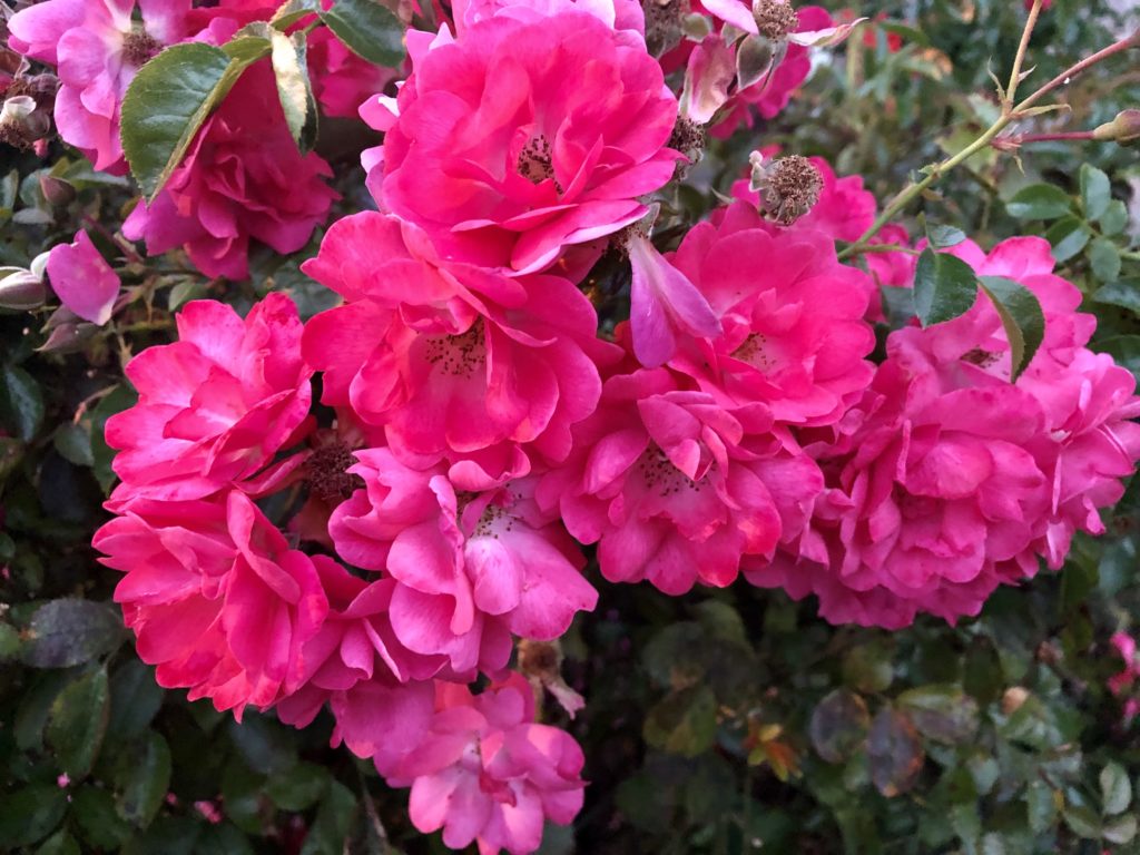 Scene in Edmonds Kite and flowers on the waterfront My Edmonds News