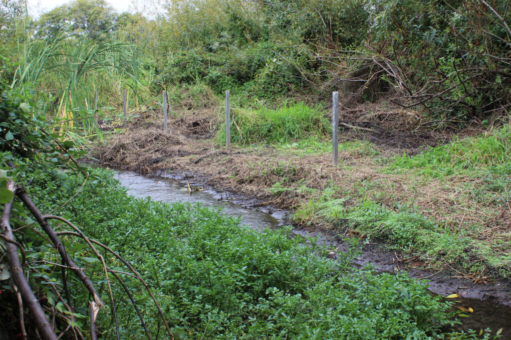 Community volunteers complete Edmonds Marsh restoration project My