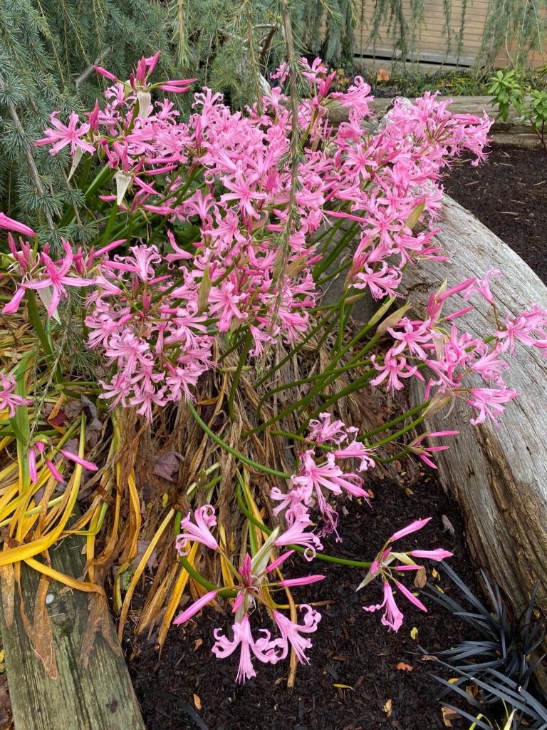 Scene in Edmonds Bright flowers on a gray day My Edmonds News