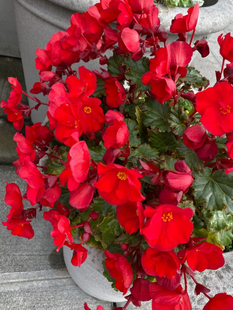 Scene in Edmonds Bright flowers on a gray day My Edmonds News