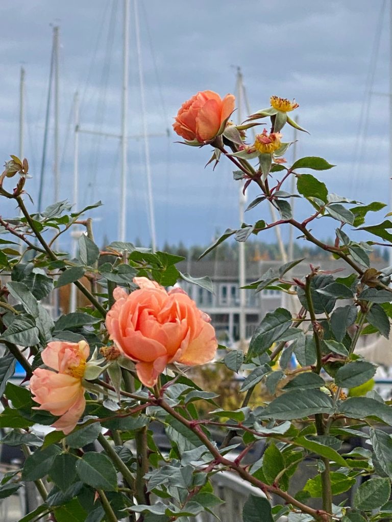 Scene in Edmonds Bright flowers on a gray day My Edmonds News