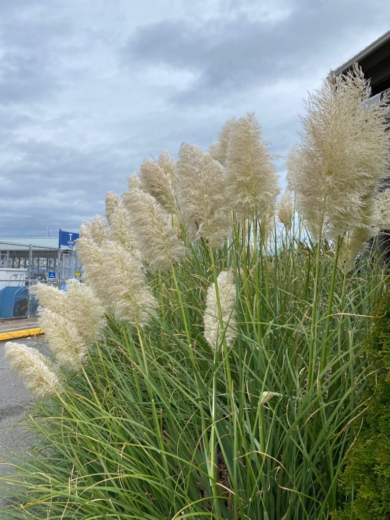 Scene in Edmonds Bright flowers on a gray day My Edmonds News