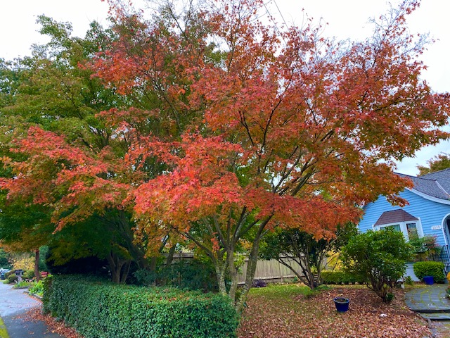 Scene in Edmonds: Fall color on a gray day - My Edmonds News