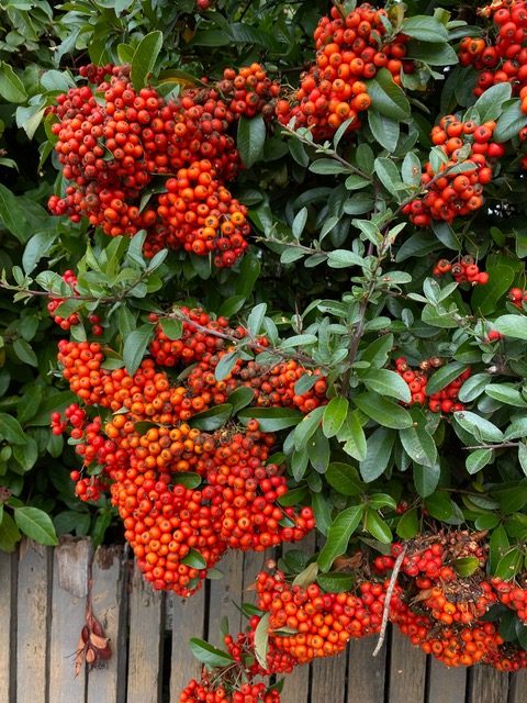 Scene in Edmonds: Autumn color - My Edmonds News