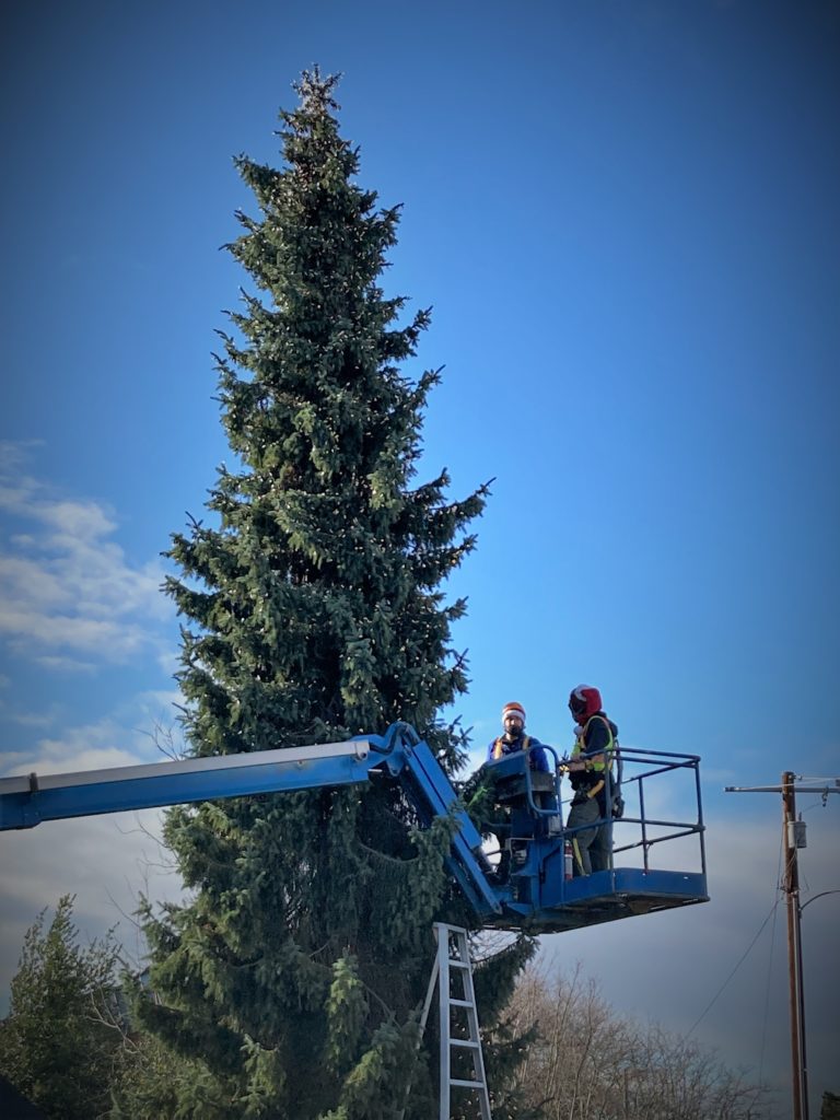 Scene in Edmonds Preparing the holiday tree My Edmonds News