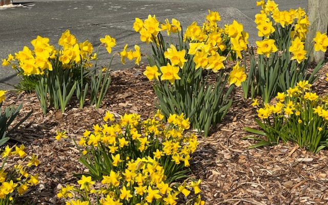 Edmonds Flower Scene in Edmonds: In bloom - My Edmonds News