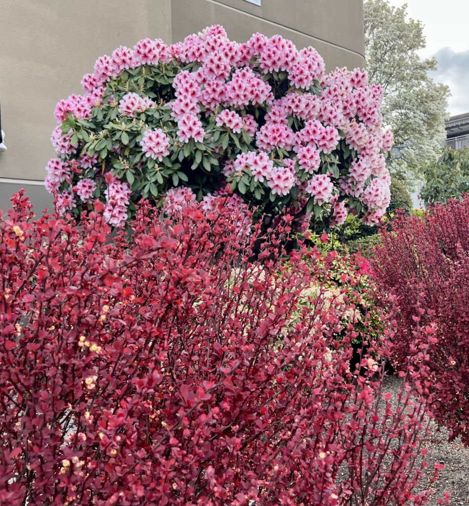 Scene in Edmonds Flowers, flowers everywhere My Edmonds News