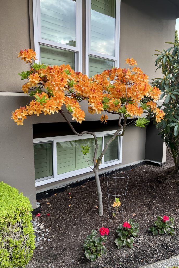 Scene in Edmonds Flowers, flowers everywhere My Edmonds News