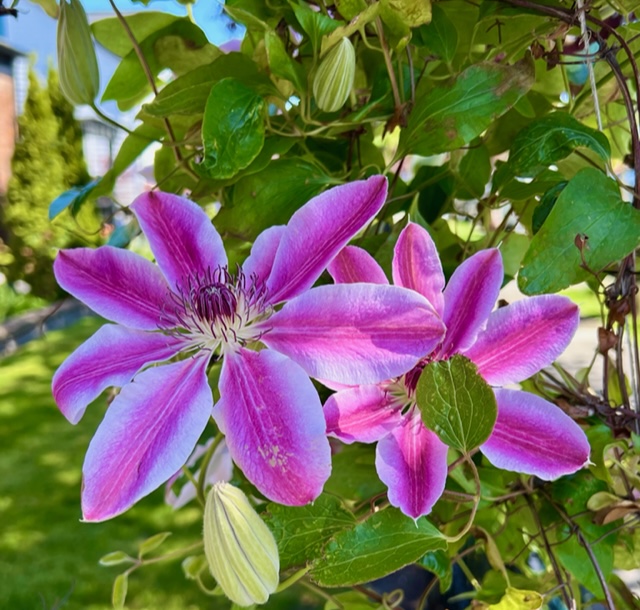 Scene in Edmonds: Floral beauty and whimsy - My Edmonds News