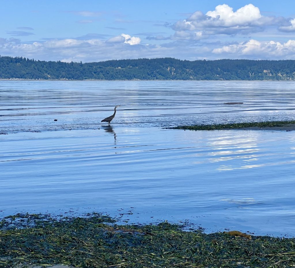 Edmonds Tide Scene in Edmonds: Low tide at Picnic Point - My Edmonds News