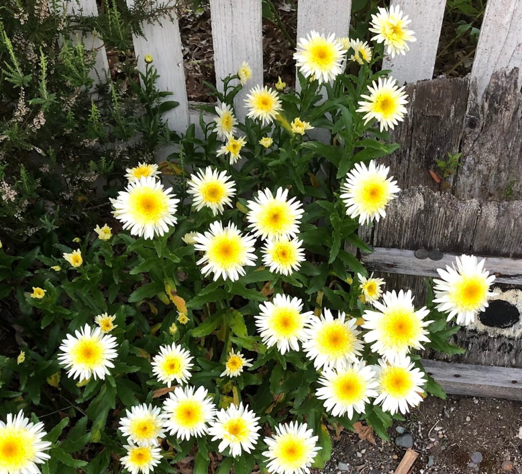 Edmonds Daisy Color Scene in Edmonds: Summer in bloom - My Edmonds News