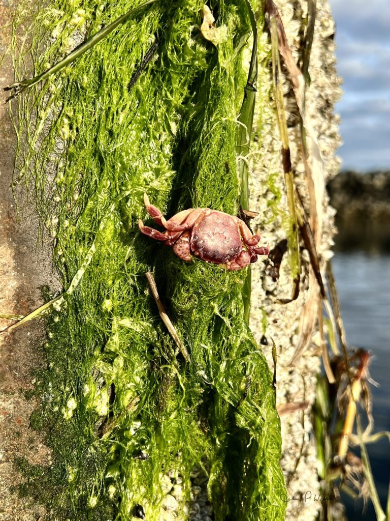 Scene in Edmonds Starfish, crabs and clouds My Edmonds News