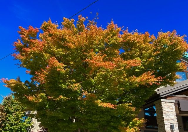 Scene in Edmonds: Autumn in the air - My Edmonds News