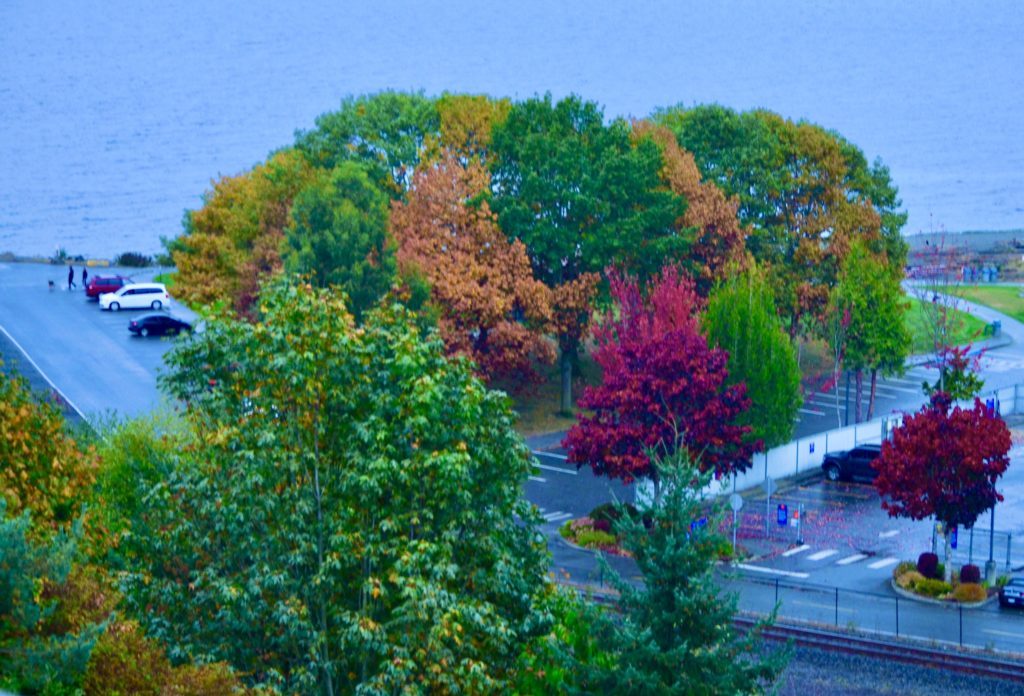 Scene in Edmonds: Fall foliage and clear skies - My Edmonds News