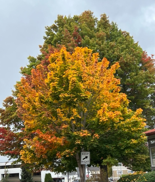 Scene in Edmonds: Fall foliage and clear skies - My Edmonds News