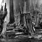 Cutting_shingle_bolts_from_redcedar_log,_Washington,_1902_(KINSEY_2779)