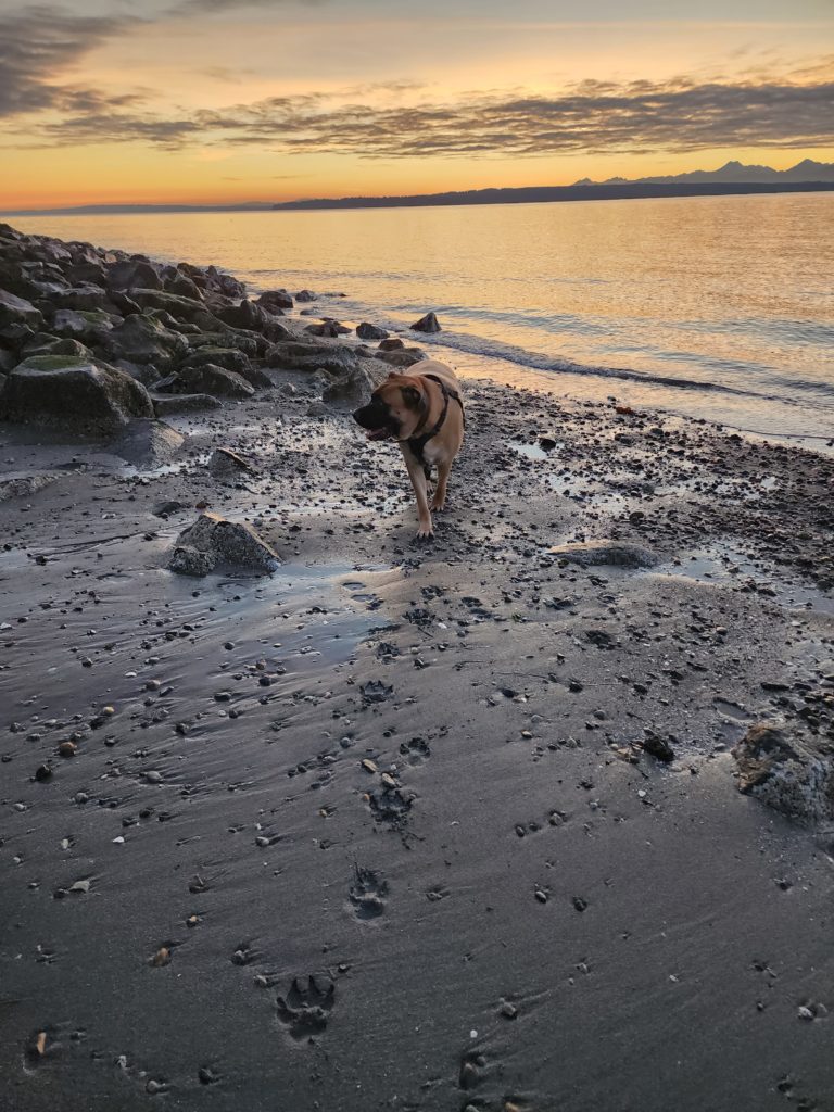 Scene in Edmonds Pawsing for the sunset My Edmonds News