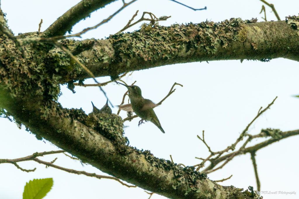 Scene in Edmonds: Hummingbird family - My Edmonds News - Vimarsana News