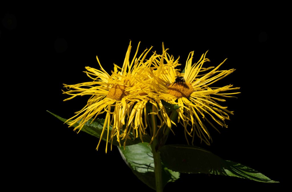 Edmonds Flower Scene in Edmonds: Summer beauties - My Edmonds News