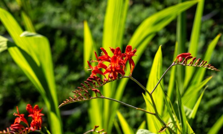 Edmonds Flower Scene in Edmonds: Summer beauties - My Edmonds News