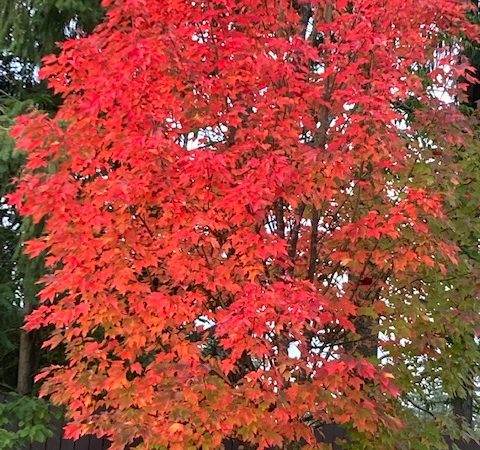 Scene in Edmonds: Fall colors - My Edmonds News