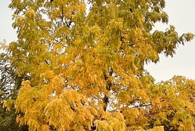 Scene in Edmonds: Fall colors - My Edmonds News
