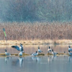 Geese waking up at the Edmonds Marsh