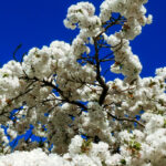 Becks Cherry Blossom Clouds