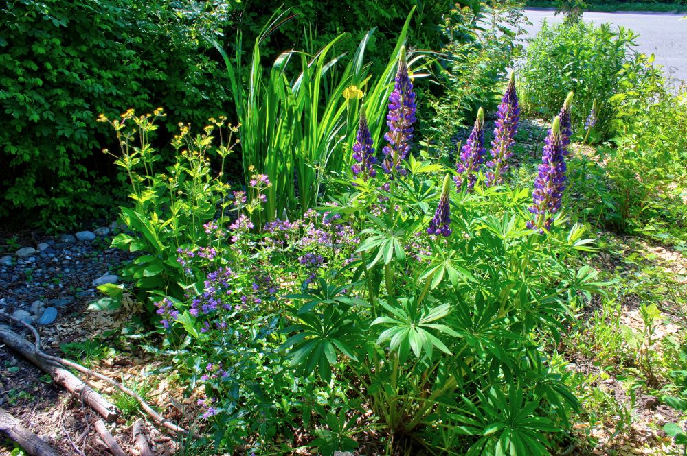 Planting Edmonds: Exploring the native plant demonstration garden - My  Edmonds News
