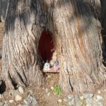 Gnome Home