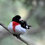Rose-breasted Grosbeak1 5-18-19