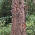 Vashon Island