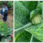planting pics 15-16