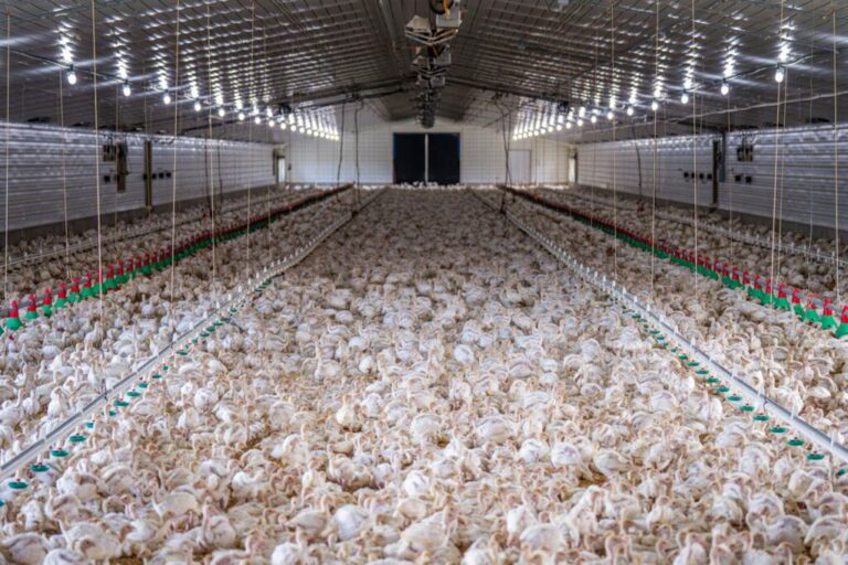 Four farm workers in Washington appear to test positive for bird flu