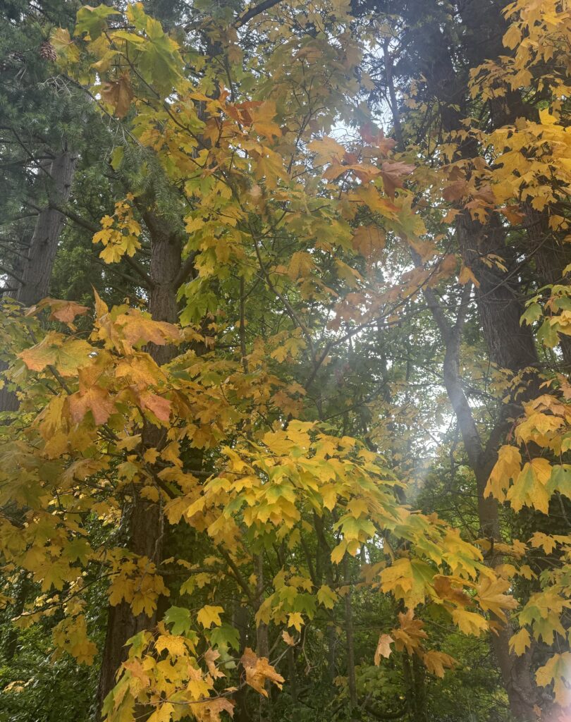 Scene in Edmonds: Around town Monday - My Edmonds News