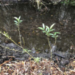 Oct Tree Planting_23