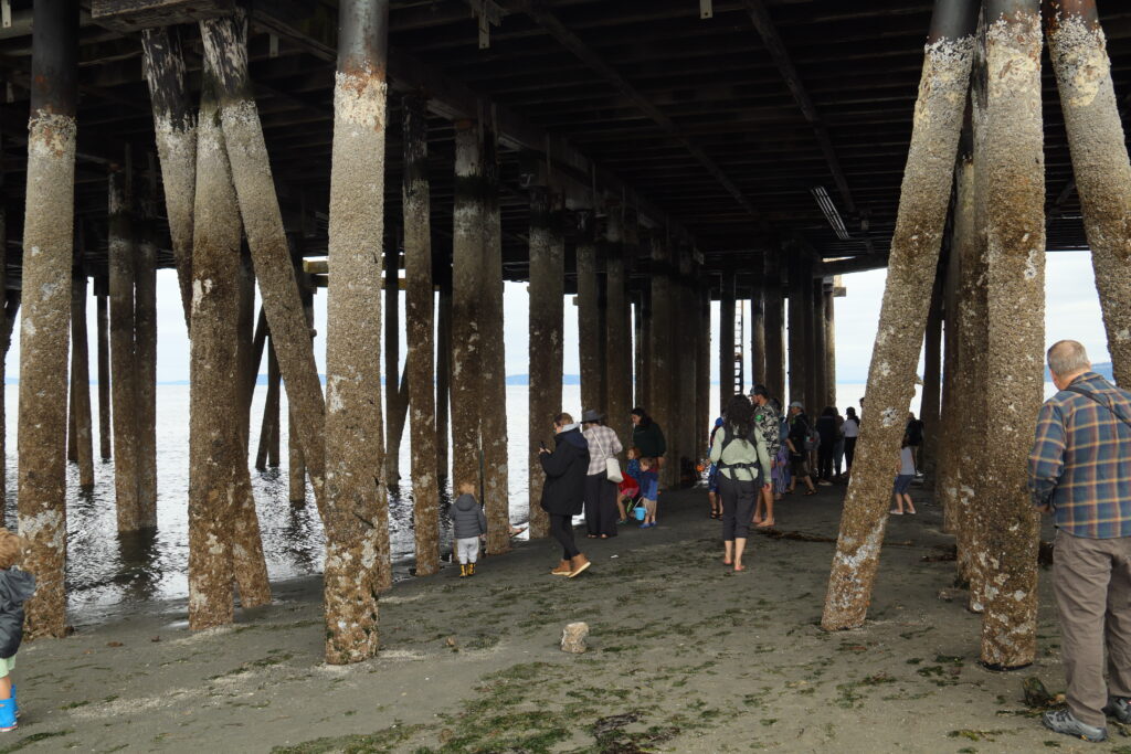 Visitors explore Edmonds waterfront during the lowest tide of the year
