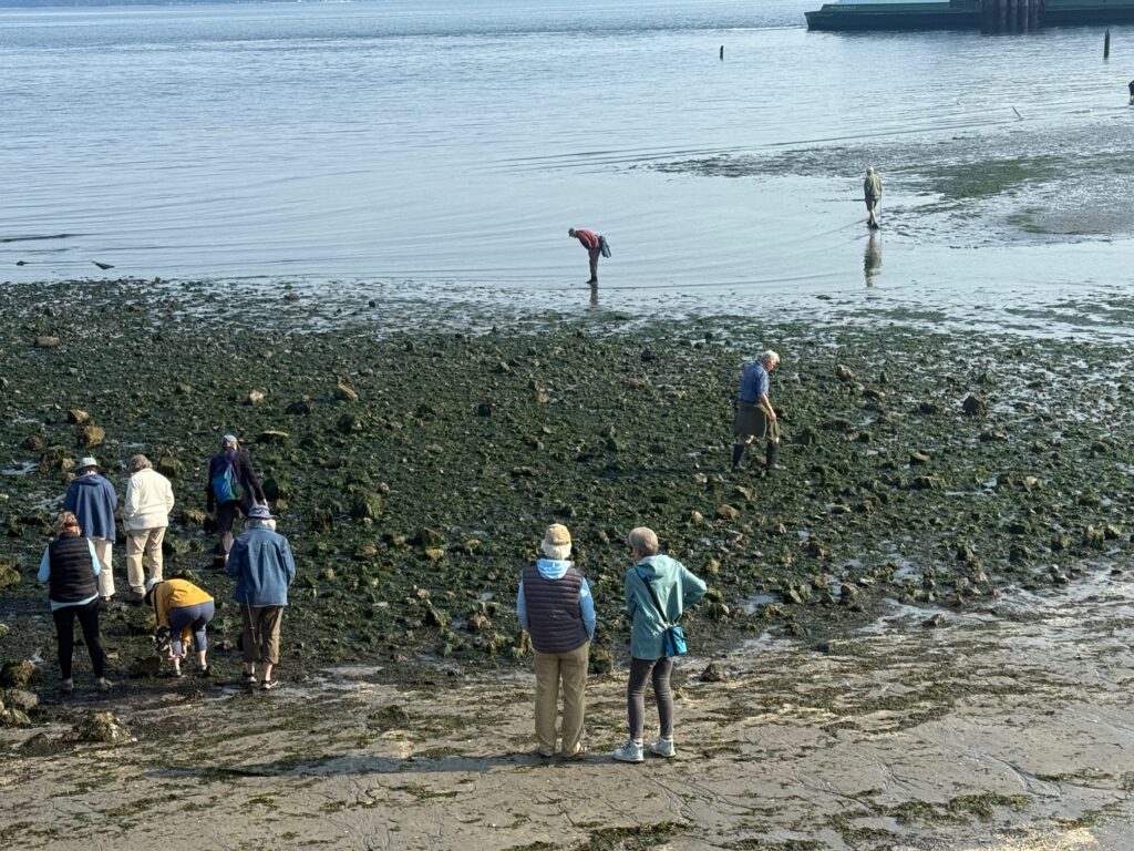 Expect an 'extraordinary' low tide in Edmonds Wednesday My Edmonds News