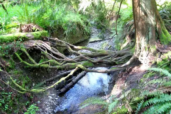 A large, ropy tree root is shown dangling over a stream below.