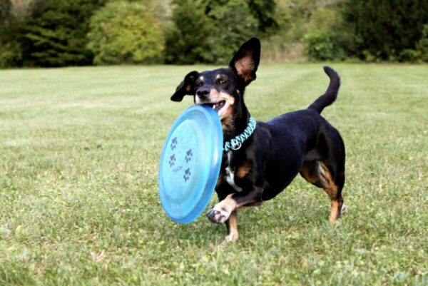 World Dachshund Day 2026 coming to Edmonds June 28