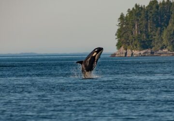 An ORCA breaches with a tree-lined shore in the background.