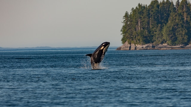 An ORCA breaches with a tree-lined shore in the background.
