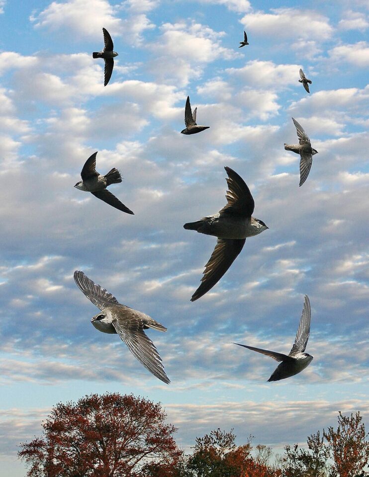Vaux's Swift birds are shown flying with a cloudy sky in the background over a tree-filled landscape. 