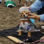Halloween Howl returns to Edmonds’ Marina Beach Oct. 10