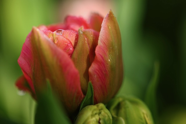 Planting Edmonds: Gardening for mental health