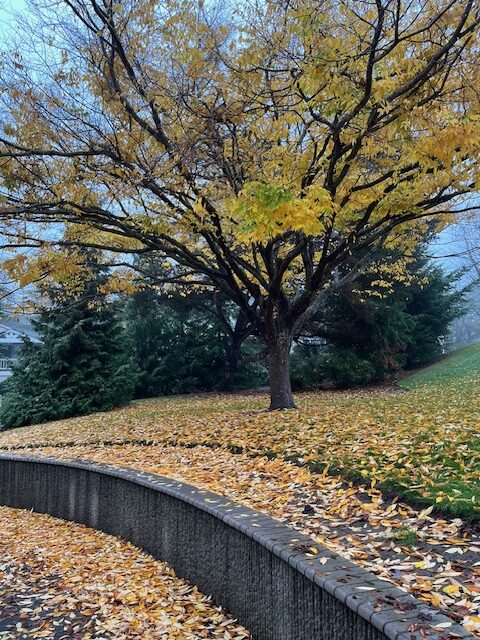 Scene in Edmonds: Around town - My Edmonds News