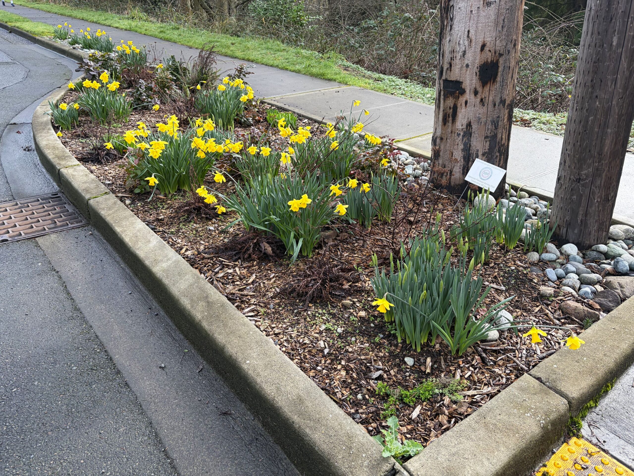 Edmonds Daisy Color Scene in Edmonds: Floretum daffodils return - My Edmonds News