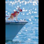 Dog detective hunts for killer whale scat to help understand health of Southern Resident killer whales